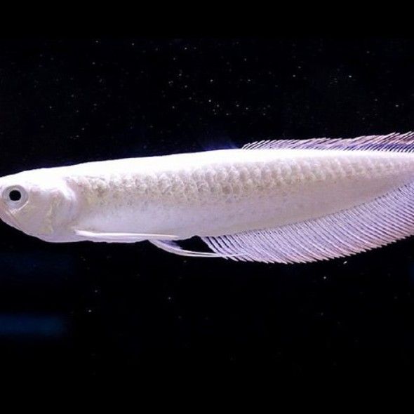 如何判斷雪龍和銀龍魚的真偽？