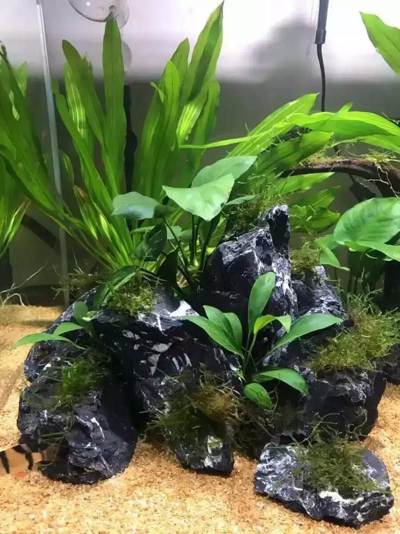 龍魚缸石頭造景圖片大全欣賞