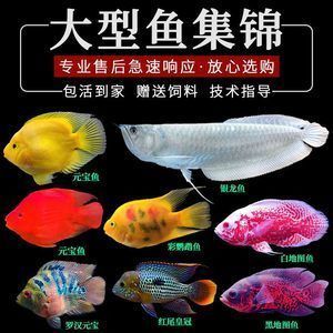 銀龍魚趴缸底怎么辦視頻，：銀龍魚為什么會趴缸底
