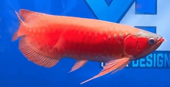 上海龍魚手術(shù)