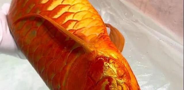 上海龍魚手術(shù)