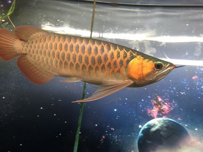 龍魚成長過程變化圖：關(guān)于龍魚成長過程變化圖