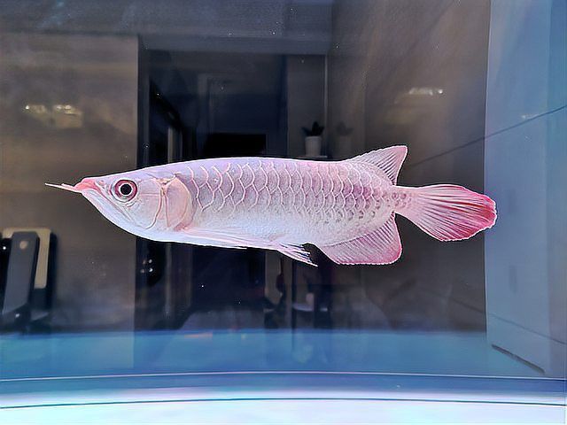 金龍魚口孵期間親魚會(huì)死亡嗎？