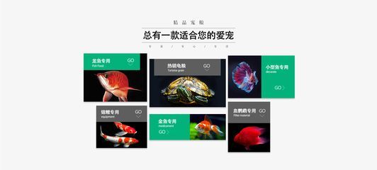 龍魚商城網站登錄入口：龍魚商城優惠活動技巧分享龍魚飼養技巧分享