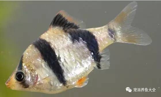 綠虎皮魚能長多大