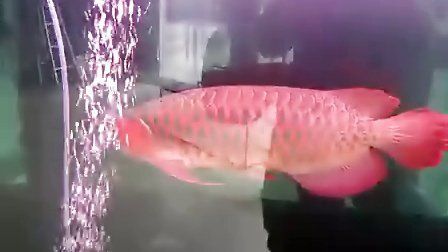 龍魚泗水還是那個(gè)好（您好，龍魚的品種主要有亞洲龍魚和澳洲龍魚和澳洲龍魚）