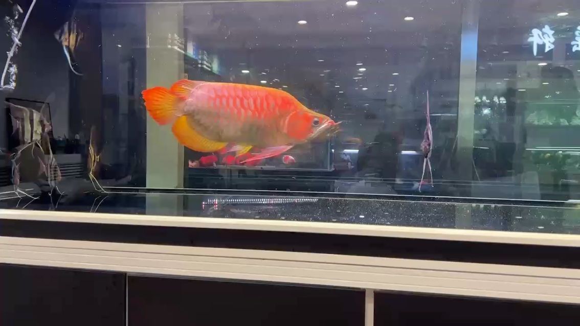 白玉紅龍魚怎么區別真假：白玉紅龍魚怎么區別真偽