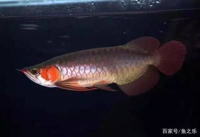 龍魚怎么養(yǎng)不兜嘴