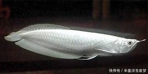 龍魚越大越貴嗎為什么那么貴：龍魚價格受到多個因素影響，龍魚的價格受到多個因素影響