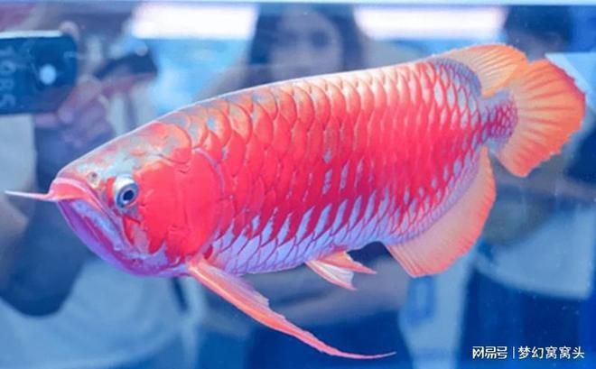 龍魚越大越貴嗎為什么那么貴：龍魚價格受到多個因素影響，龍魚的價格受到多個因素影響