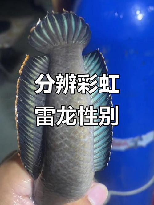 七彩雷龍魚多大能分公母圖片