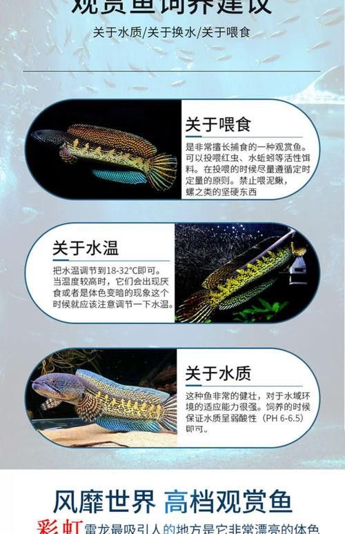七彩雷龍魚多大能分公母圖片