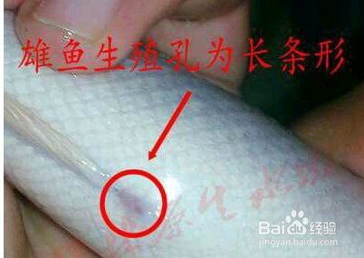 七彩雷龍魚多大能分公母圖片