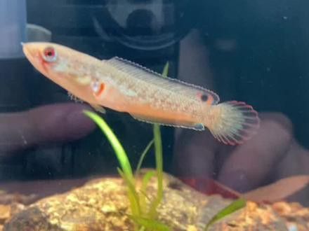 七彩雷龍魚多大能分公母圖片