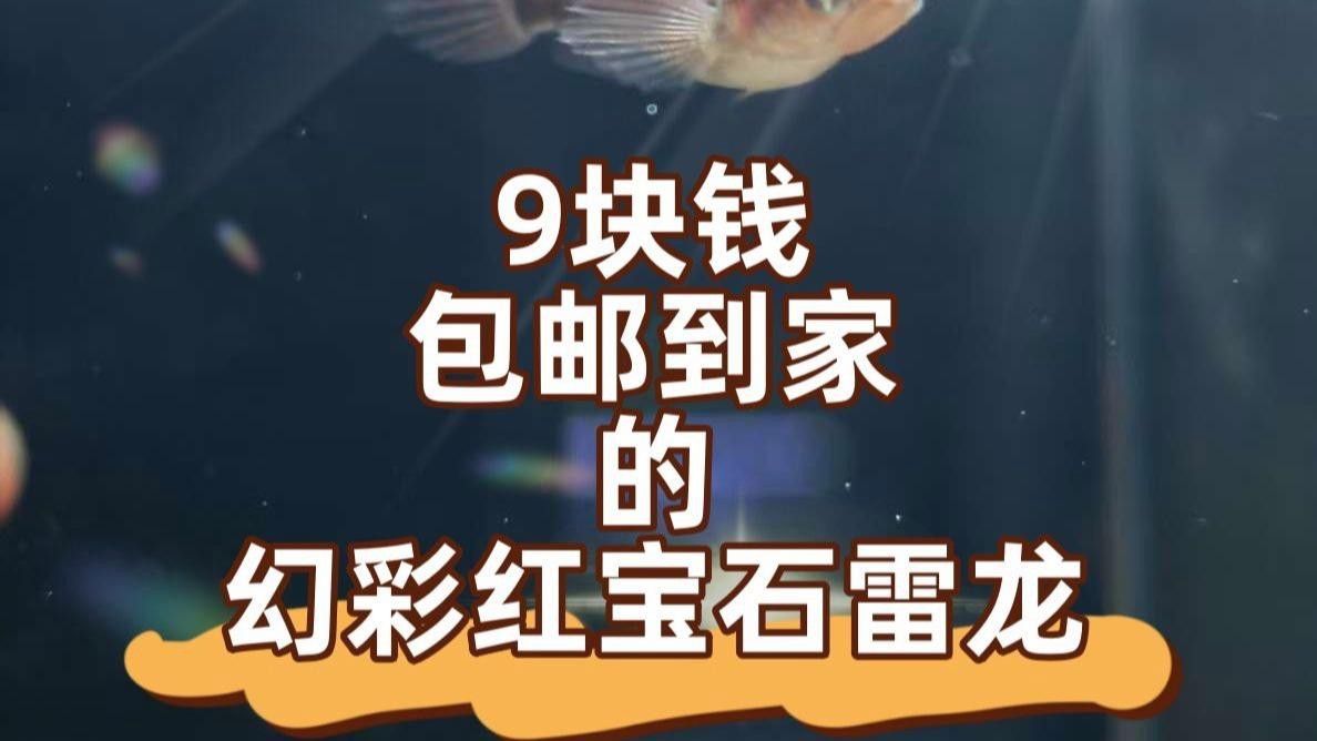 這些稀有雷龍魚的價格是多少？