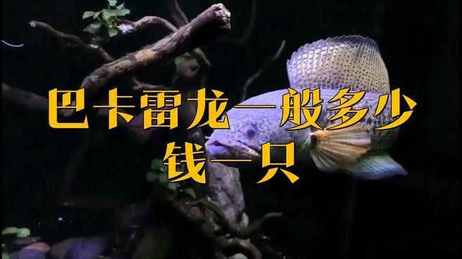 這些稀有雷龍魚的價格是多少？