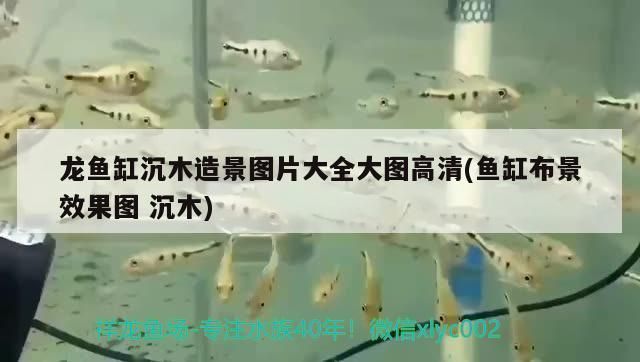 龍魚缸放什么造景最好：龍魚缸景觀布局設(shè)計(jì)要點(diǎn)龍魚缸造景材料選購技巧