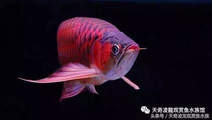 龍魚趴缸不吃食是由于多種原因?qū)е碌模糊堲~趴缸不吃食怎么辦