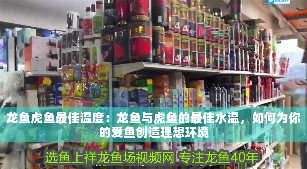 龍魚虎魚最佳溫度：龍魚與虎魚的最佳水溫，如何為你的愛魚創造理想環境