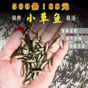 龍魚(yú) 頭洞：關(guān)于龍魚(yú)喂食的一些建議