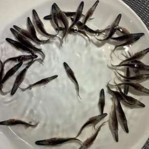 龍魚苗子好養嗎怎么養，龍魚苗子養殖過程中需要注意水溫、水質和飼料的適宜性