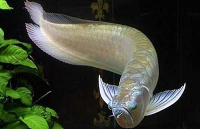 我想看銀龍魚：如何飼養銀龍魚