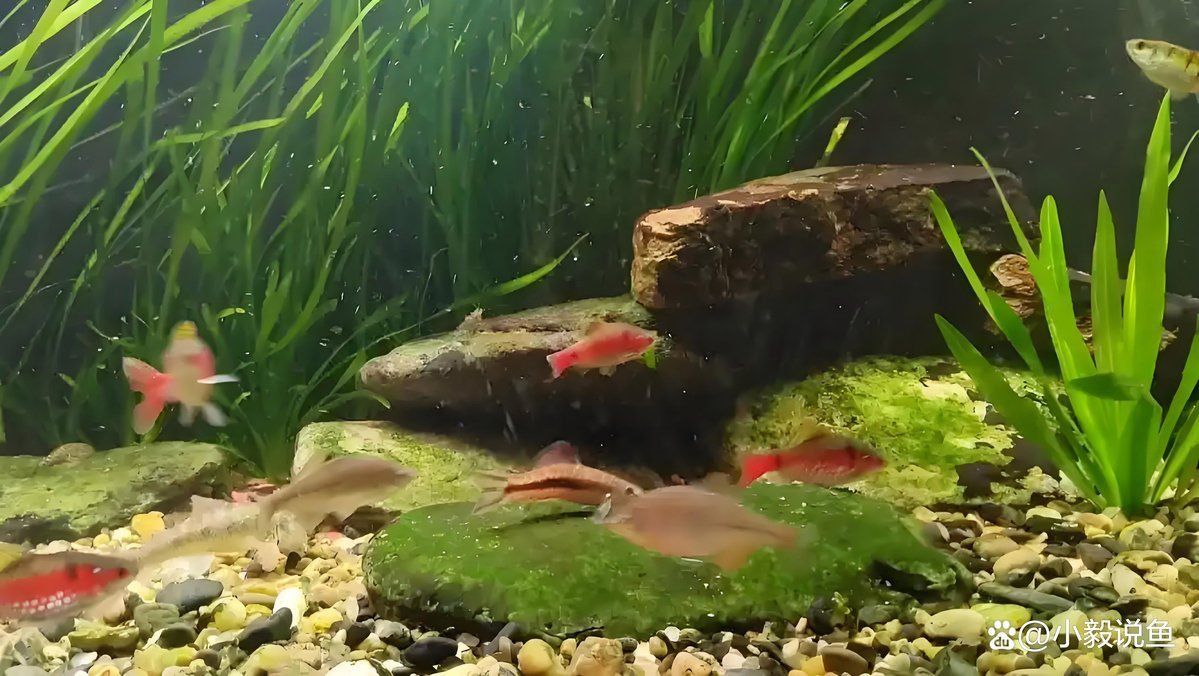 金龍魚缸底黑色最簡單三個步驟