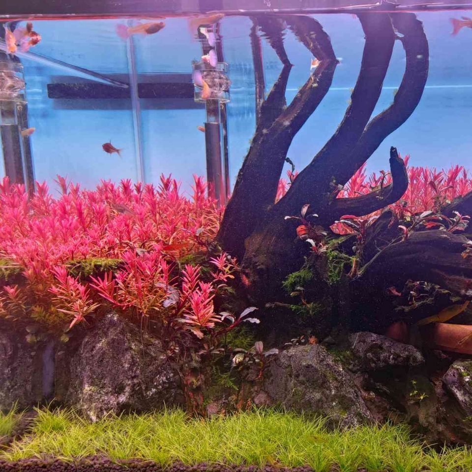 金龍魚缸底黑色最簡單三個步驟
