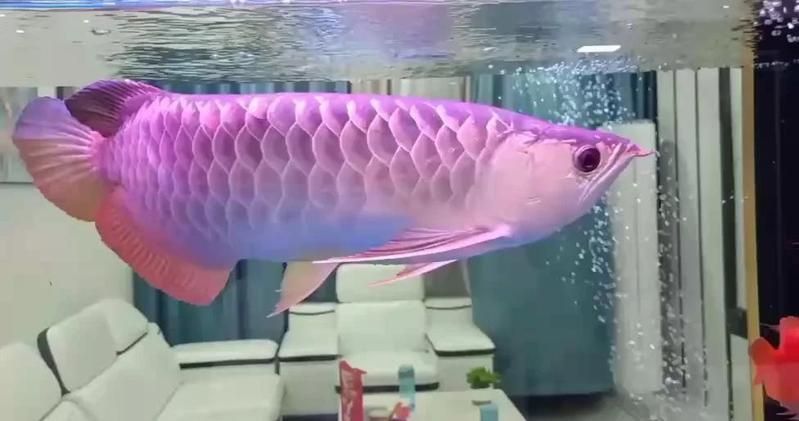 金龍魚缸底黑色最簡單三個步驟