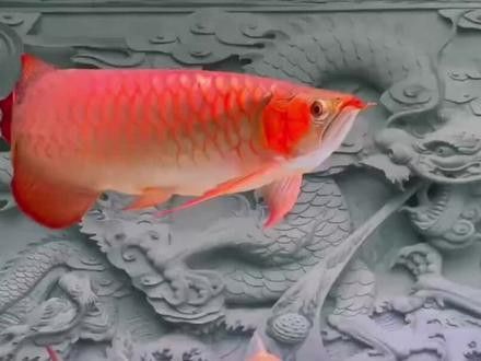 什么品牌的紅龍魚最好看