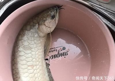 金龍魚從多大開始養(yǎng)最好：金龍魚從多大開始養(yǎng)比較好