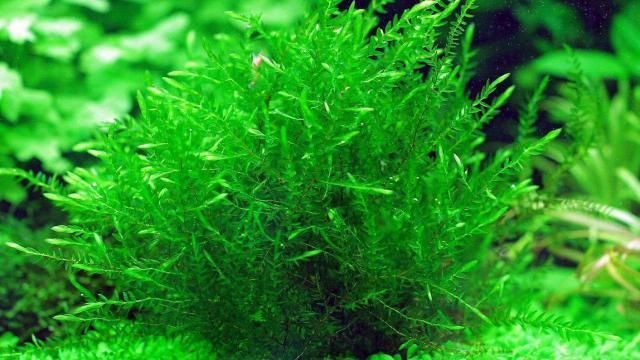 紅龍魚飼養方法視頻講解（紅龍魚飼養方法視頻講解大全）