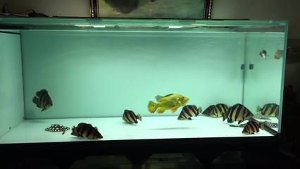 金龍魚虎魚混養比例最佳，金龍魚和虎魚混養比例