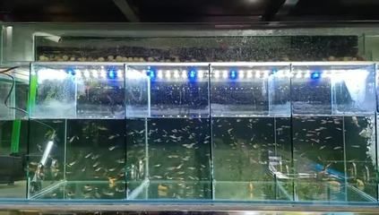 金龍魚虎魚混養比例最佳，金龍魚和虎魚混養比例