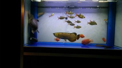 金龍魚虎魚混養比例最佳，金龍魚和虎魚混養比例