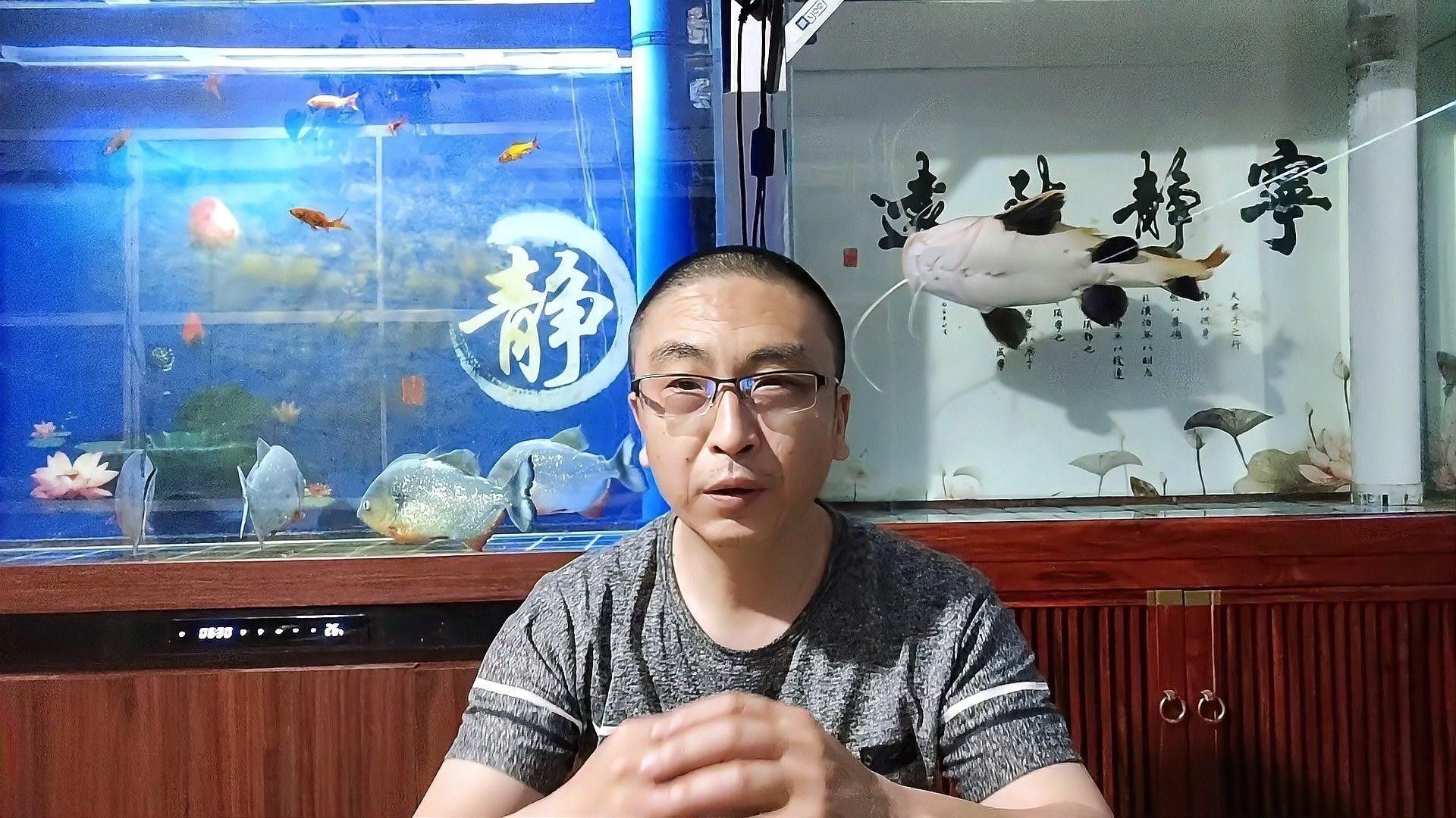 銀龍魚打架有什么辦法