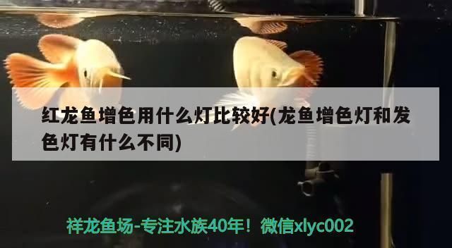 龍魚(yú)增色燈怎么用的啊：增色燈對(duì)龍魚(yú)健康的影響