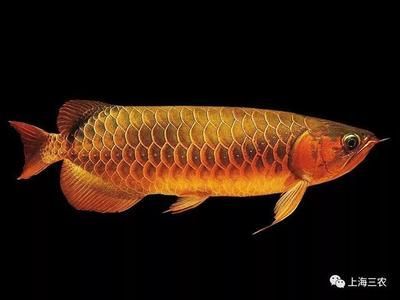 養龍魚的說法正確的是什么：關于養龍魚的一些說法和講究