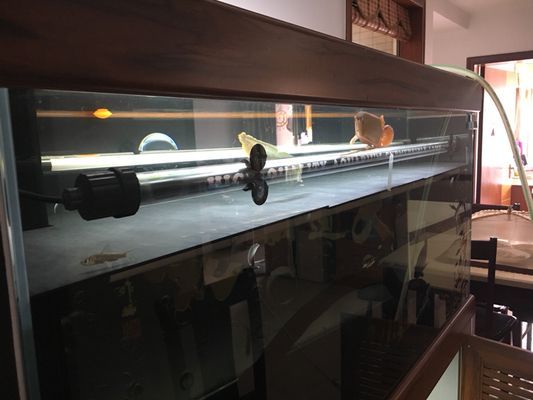 龍魚把水位降低了是為什么呢：龍魚降低水位可能涉及多個因素