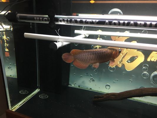 龍魚把水位降低了是為什么呢：龍魚降低水位可能涉及多個因素