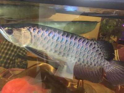 龍魚輕微鉆石眼有影響嗎：關于龍魚輕微鉆石眼的注意事項