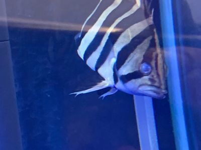 龍魚輕微鉆石眼有影響嗎：關于龍魚輕微鉆石眼的注意事項