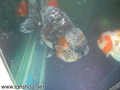龍魚起名（如何給龍魚起名）