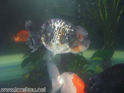龍魚起名（如何給龍魚起名）