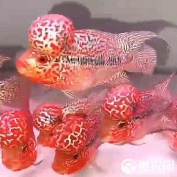 羅漢魚批發市場最新行情