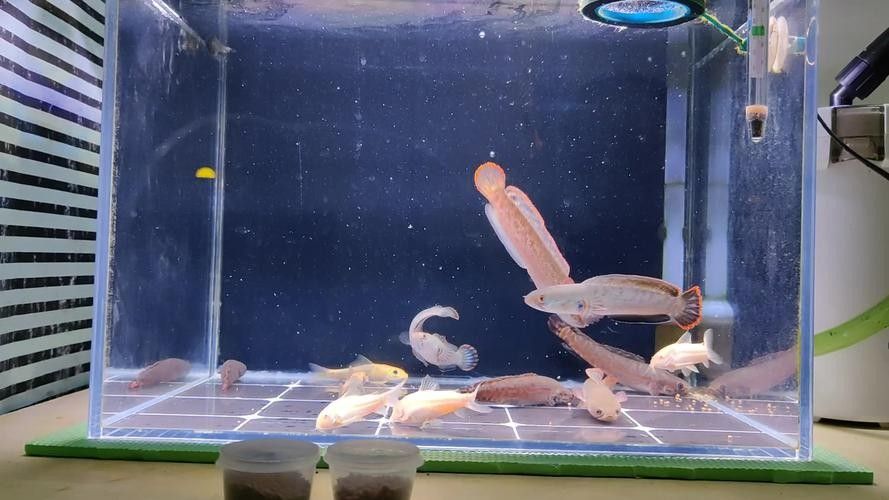 黑魔王雷龍魚怎么養(yǎng)活