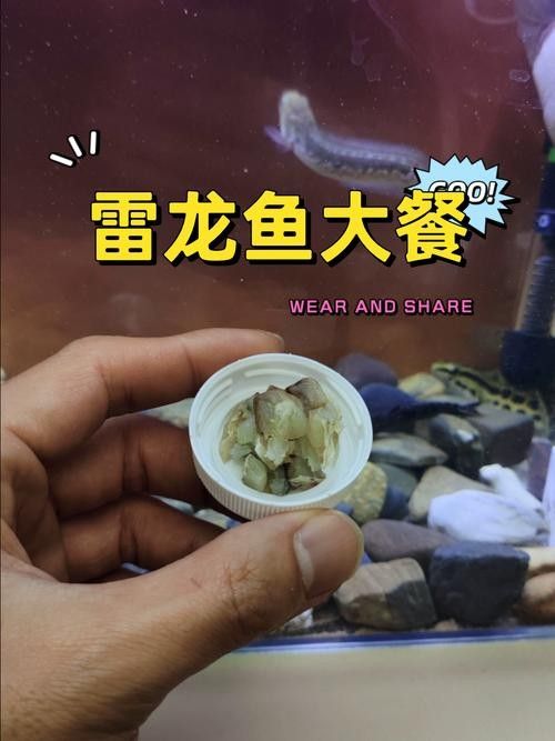 黑魔王雷龍魚怎么養(yǎng)活