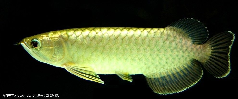 金龍魚素描：素描金龍魚的畫法