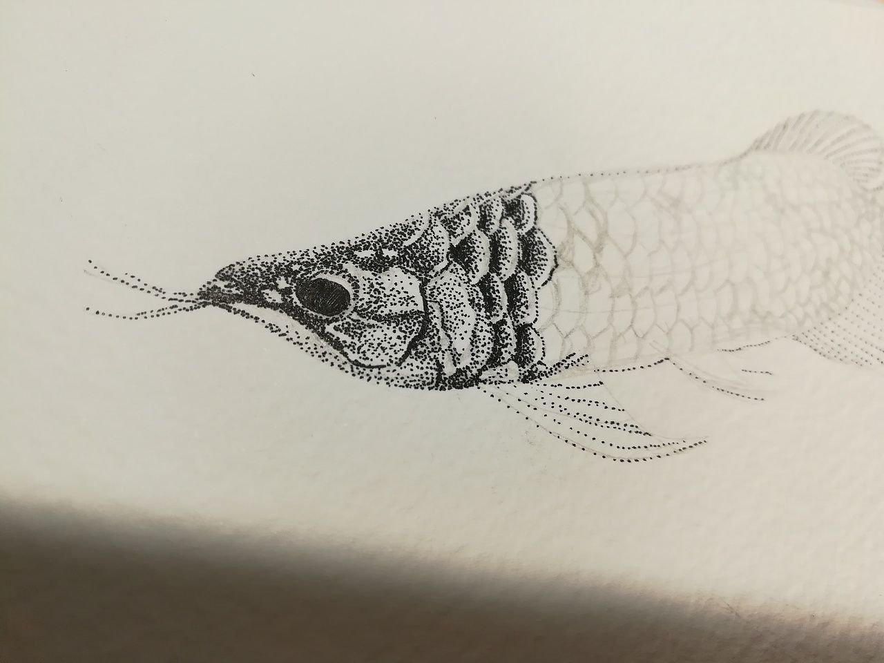金龍魚素描：素描金龍魚的畫法