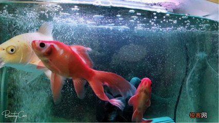 紅龍魚的養殖方法（紅龍魚怎么養-養殖紅龍魚的正確飼養方法全攻略）